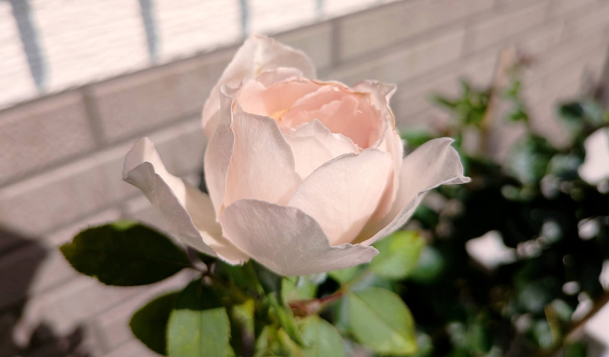 菊のようなバラ〜〜pixel9a 2026 8 4