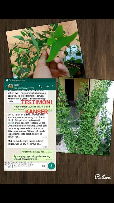 Khasiat Daun Rerama Hijau