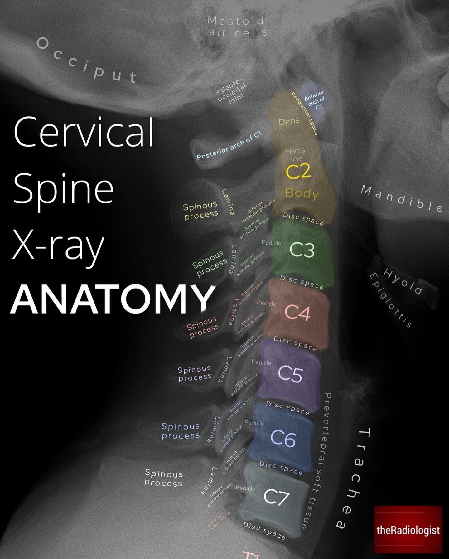 The Radiologist - The Radiologist added a new photo.