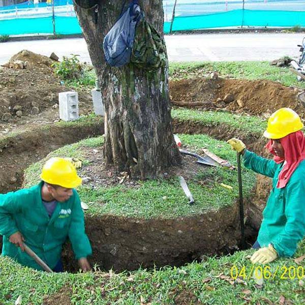 Trasplante de #árboles de Reverdece... - Construproductos