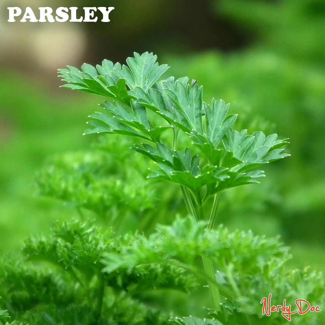 NerdyDoc - Parsley is nutrient dense plant native to the Mediterranean ...