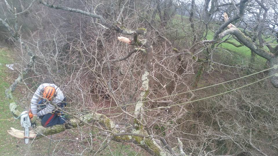 Greenworks - Veteranising this old oak today. This tree is... | Facebook