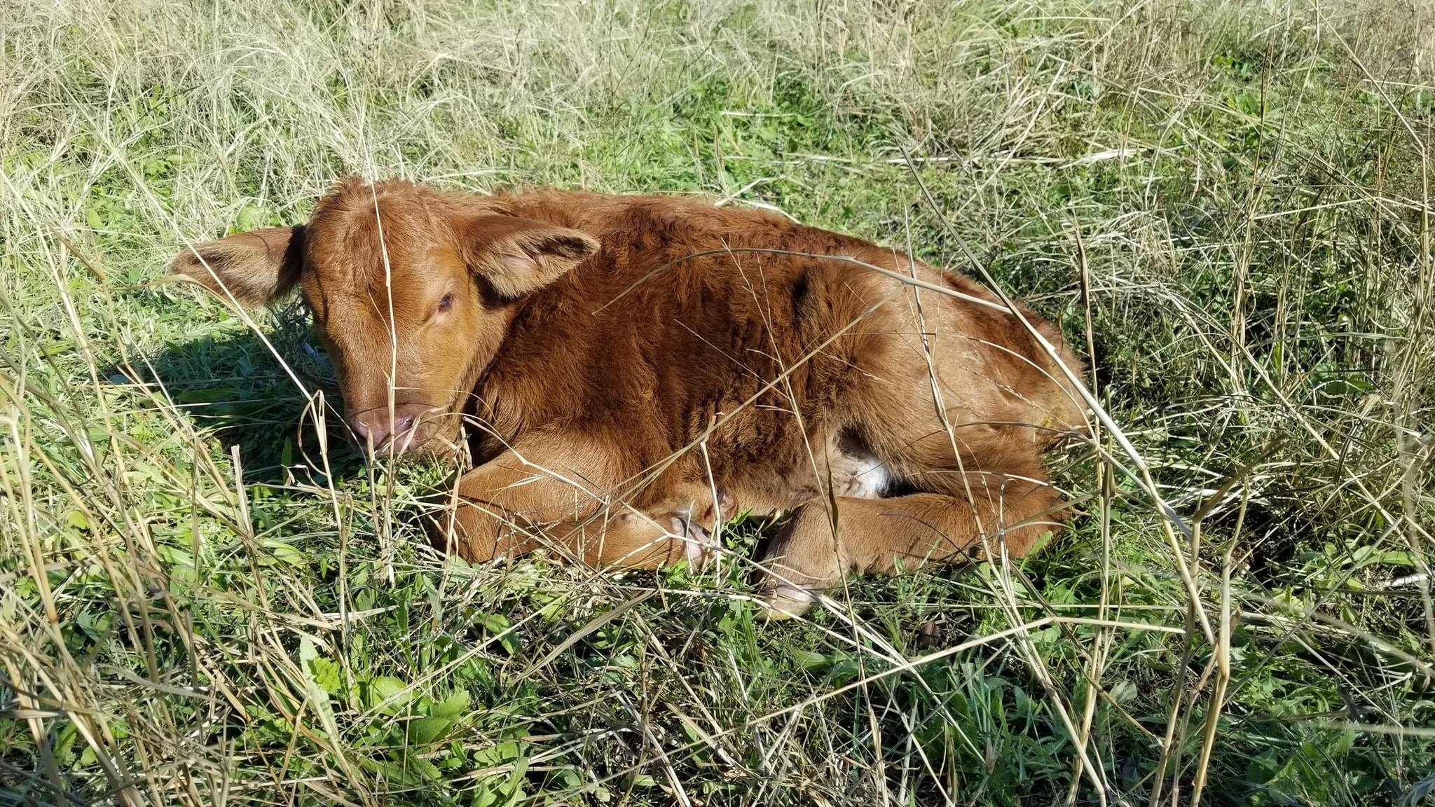 JBarT Livestock - Meet the newest addition to the J Bar T... | Facebook