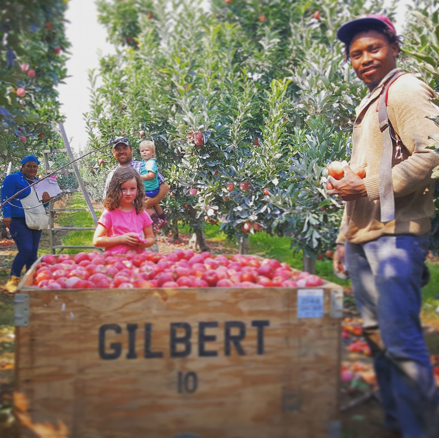 Gilbert Orchards | Yakima WA