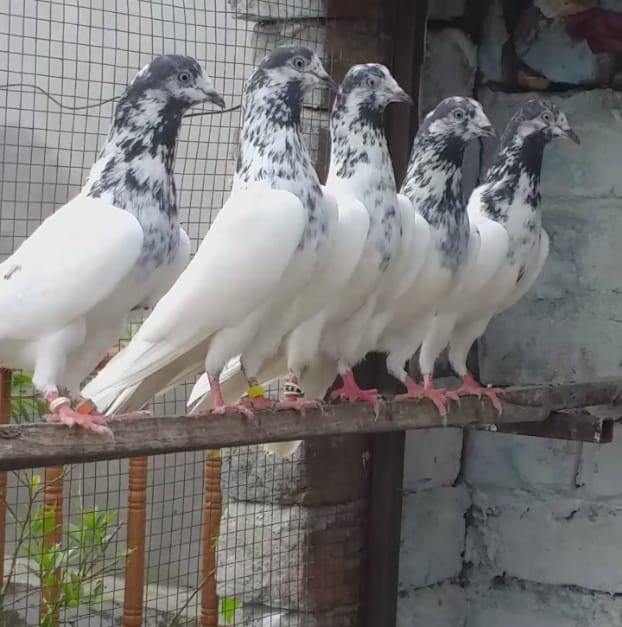 Piplan Breed