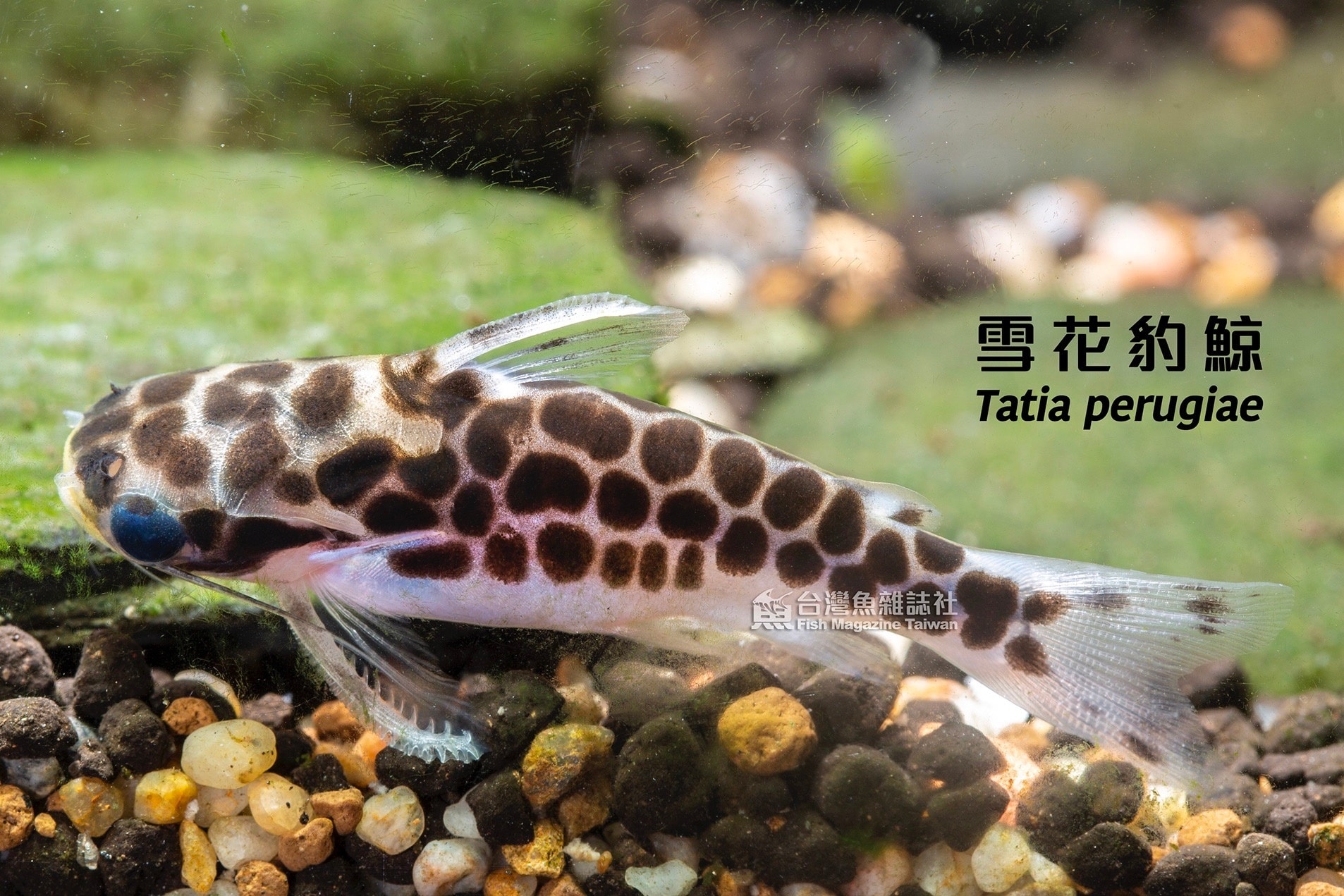 生性和平,去年4月飼養在燈魚缸至今... - 台灣魚雜誌社 Fish Magazine TW