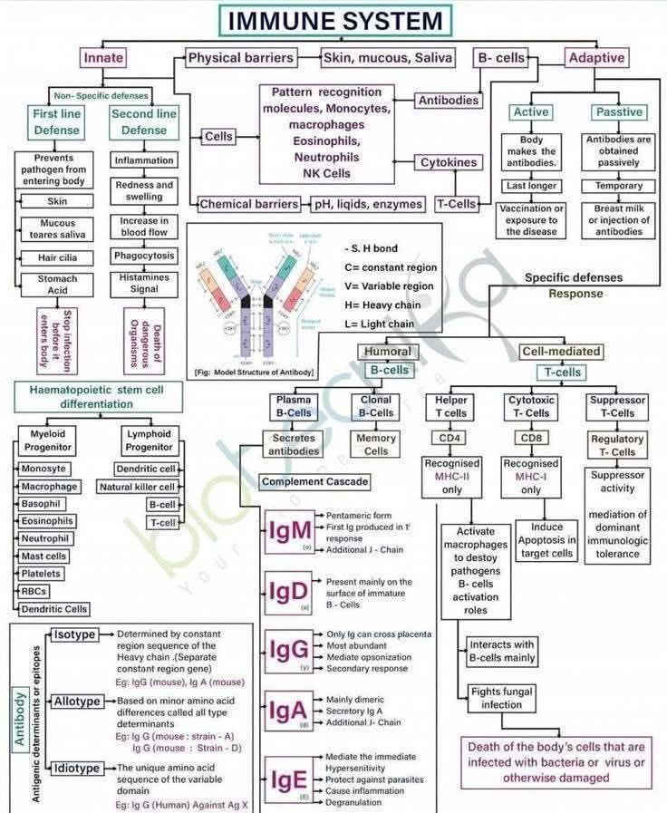 William - Your immune system doesn't only defend, it remembers This ...