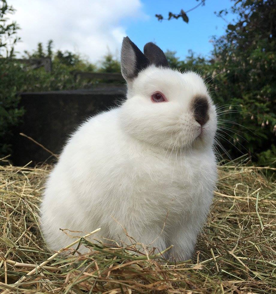 Little Willow Rabbitry | Invercargill