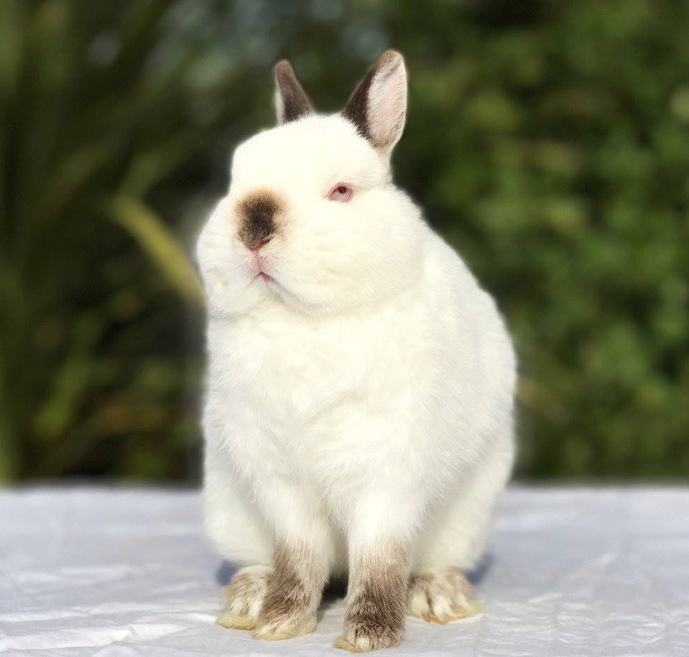 Little Willow Rabbitry | Invercargill