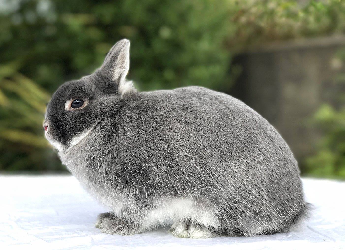 Little Willow Rabbitry | Invercargill