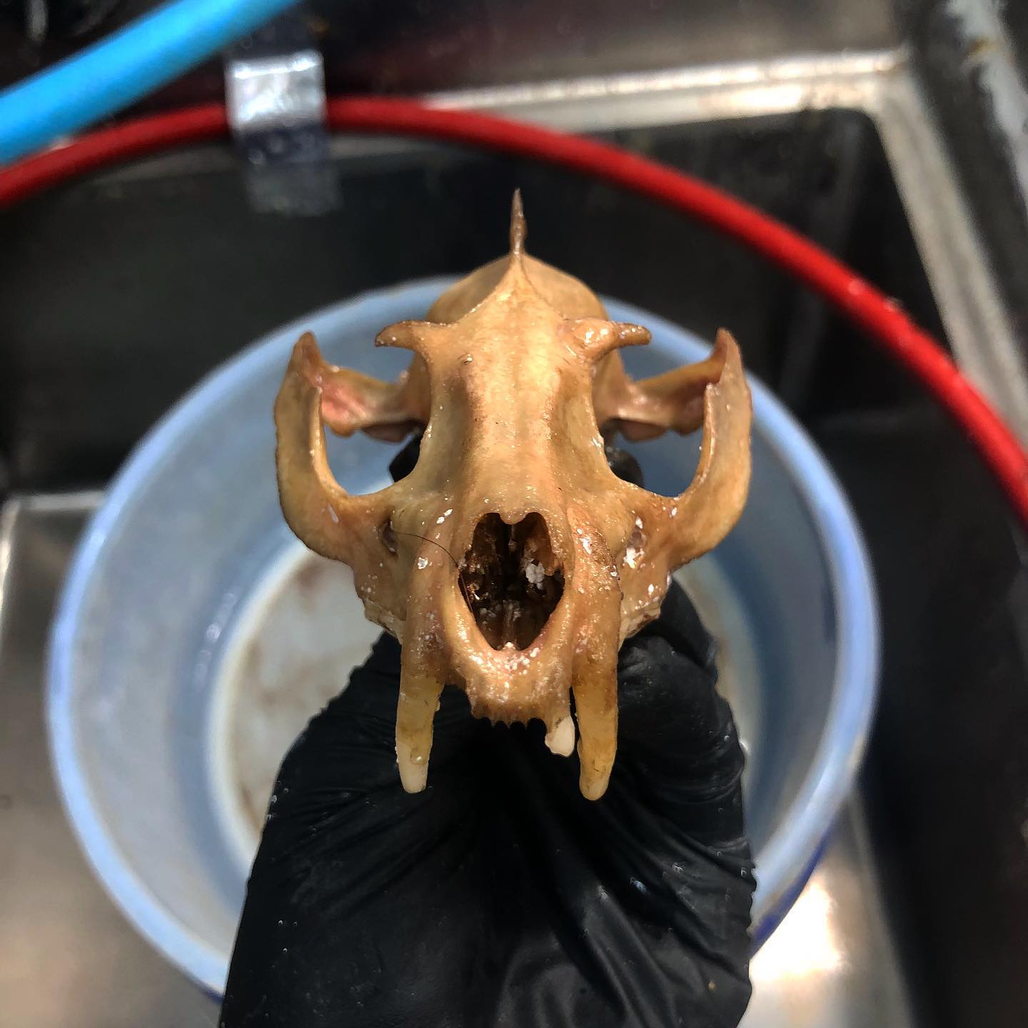 Asian palm civet skull articulation process
