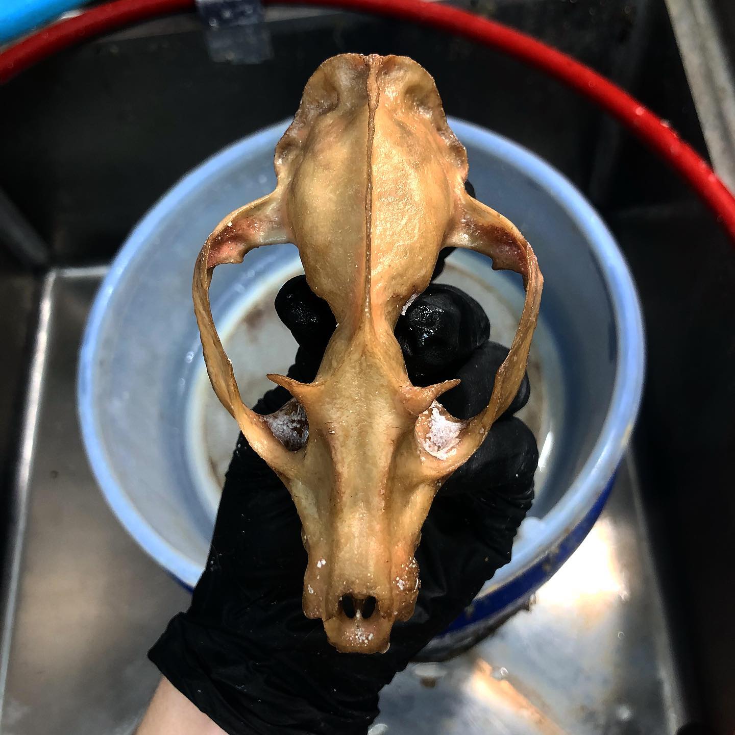 Asian palm civet skull articulation process