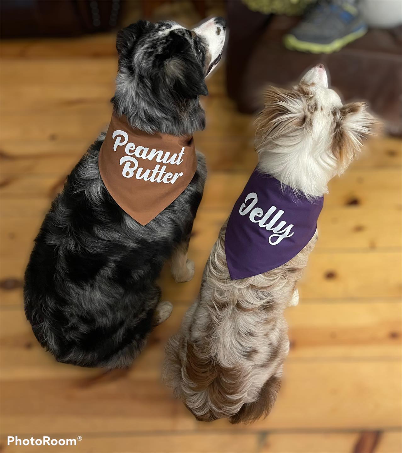 Aussome Design - Some dogs will just rip a Halloween...