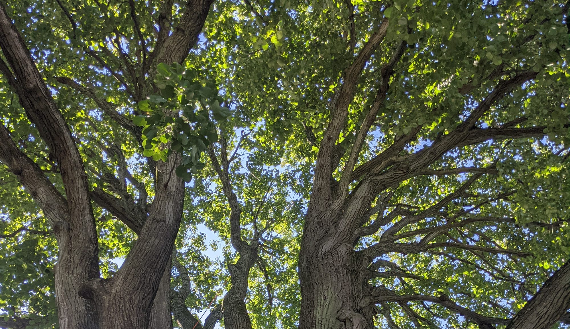 Riggs Tree Service, LLC. | Bryn Mawr PA