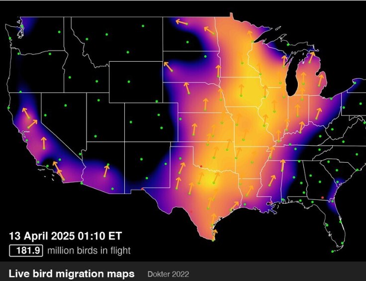 Canadian - 181 Million Birds Migrating Last Night! A large number of ...