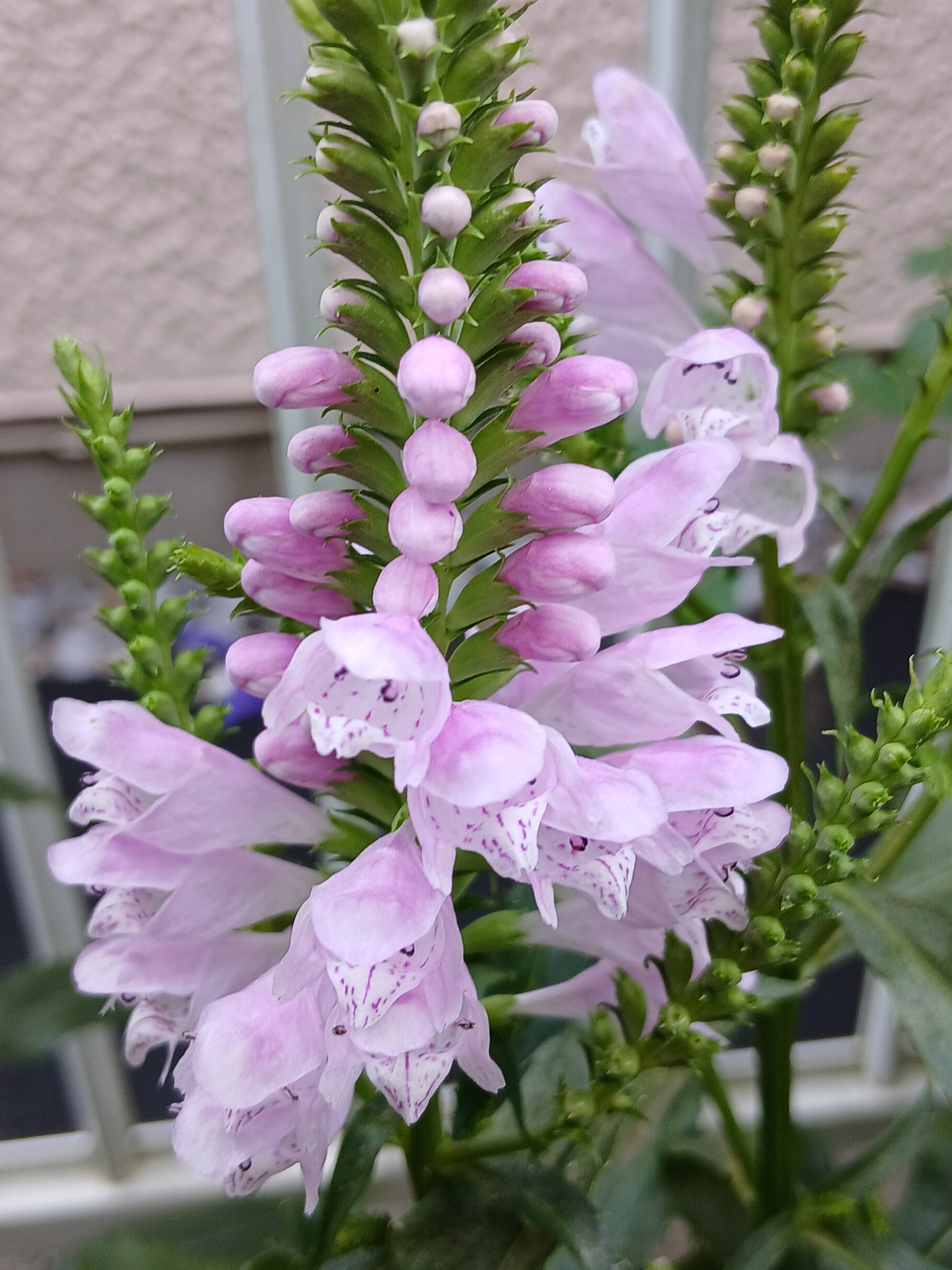 我が家の細やかな花 明日から9月になりますね。花*花が元気です。 ➀