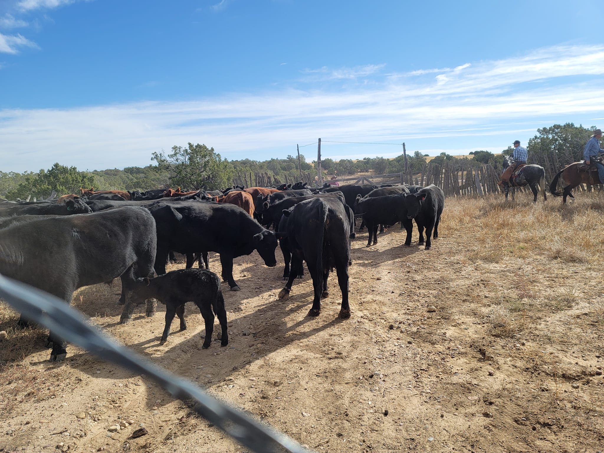TX Ranch - Organic, Grassfed Beef | Clay Springs AZ