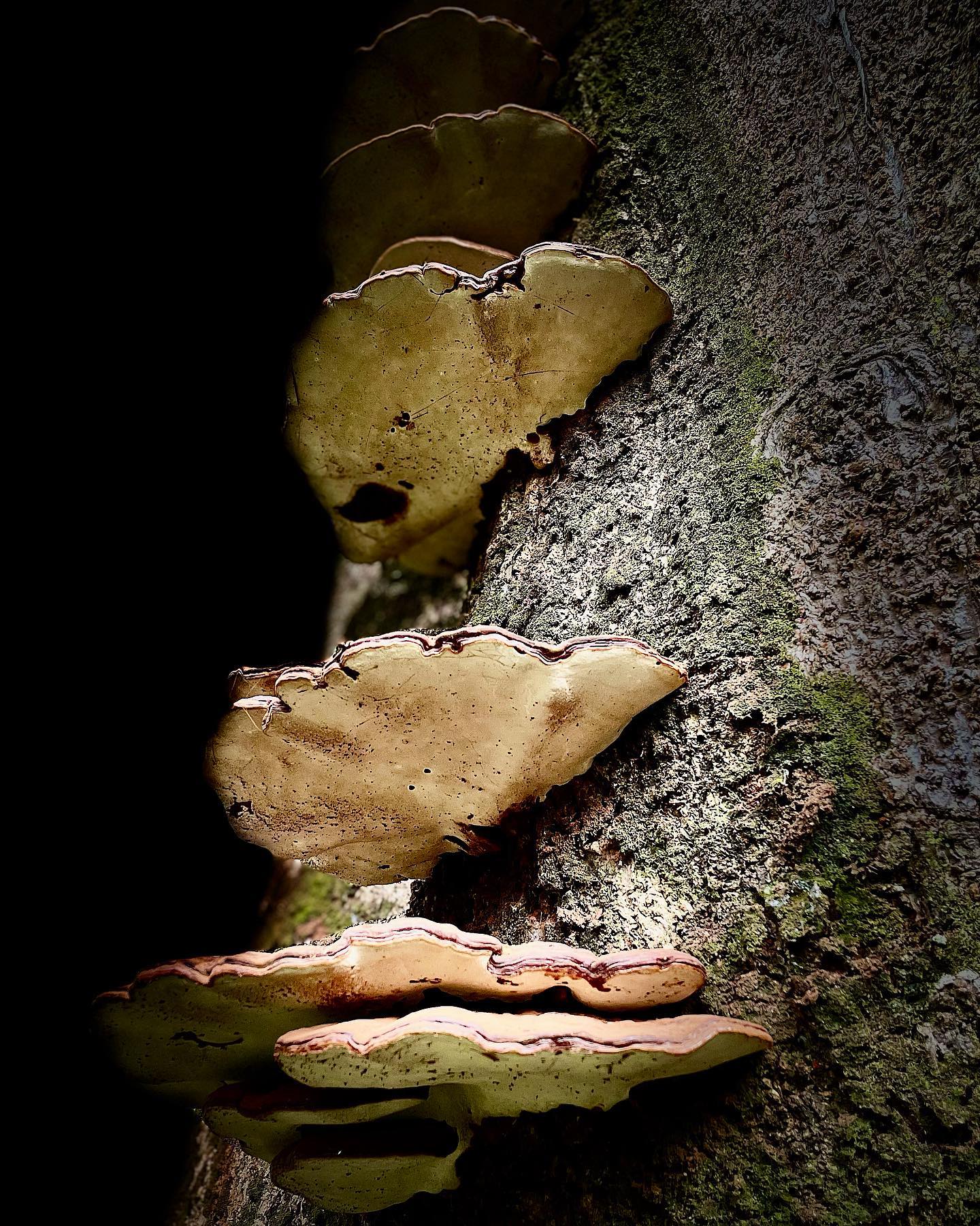 Fungi growing in tree trunk | Medina, OH