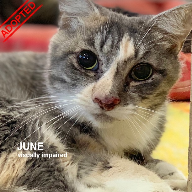 SNAP Cats - Our beautiful Miss June was (officially)... | Facebook