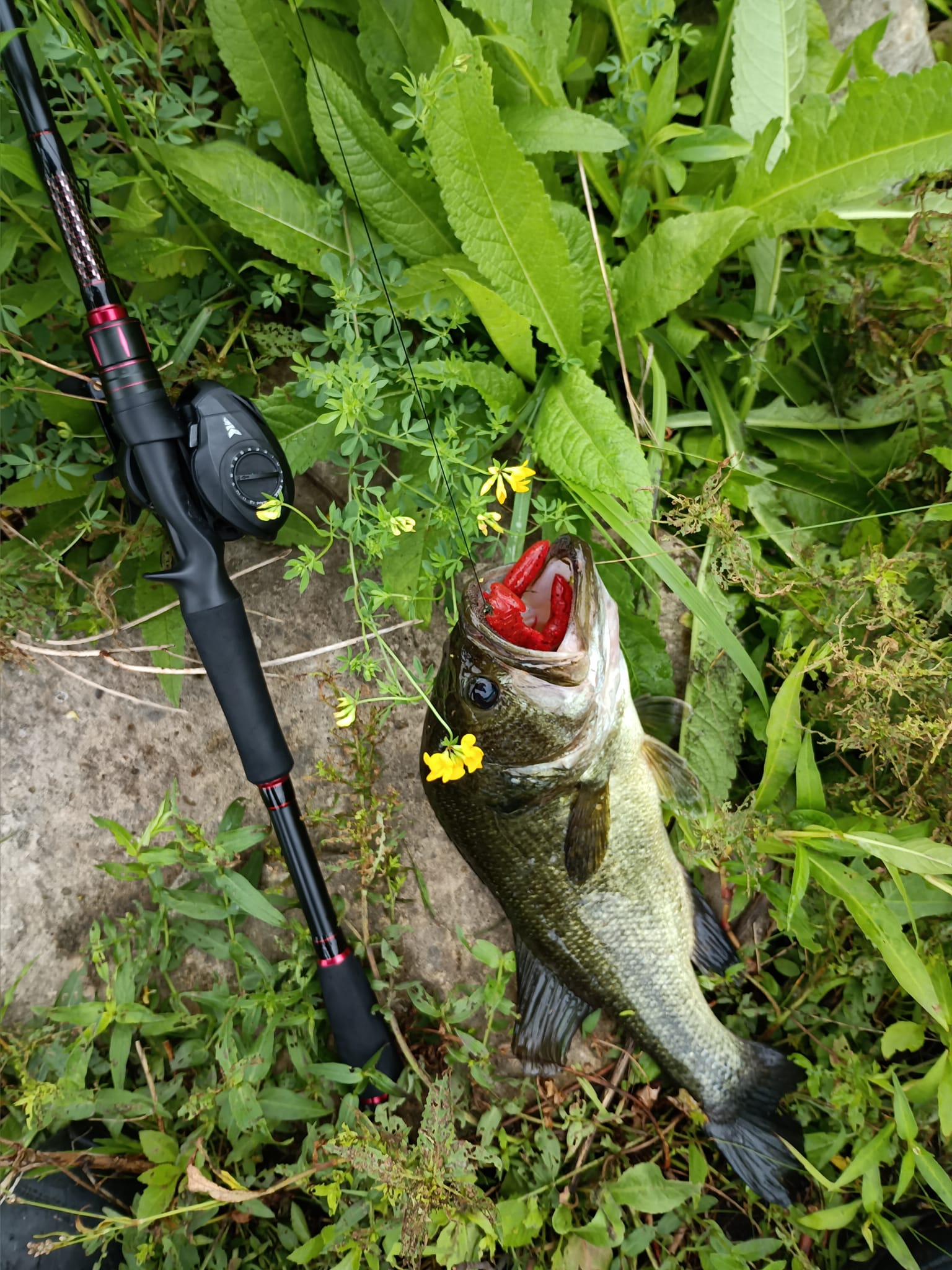 amazon top water bass lures Rebel Super Pop R Abu Garcia Catfish Special Reels Type:LX G2 6.0 LEFTY Abu Garcia Manuals & The Rebel Super Pop