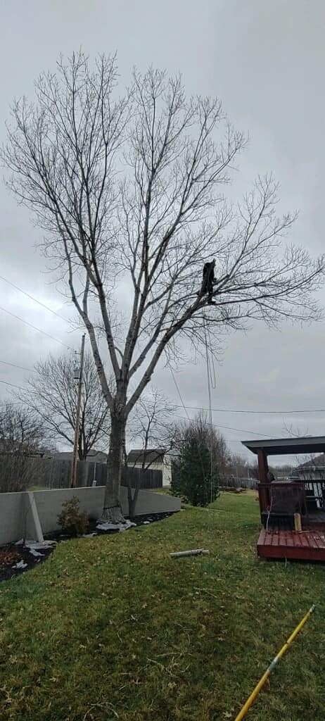 E R Arborist Service LLC