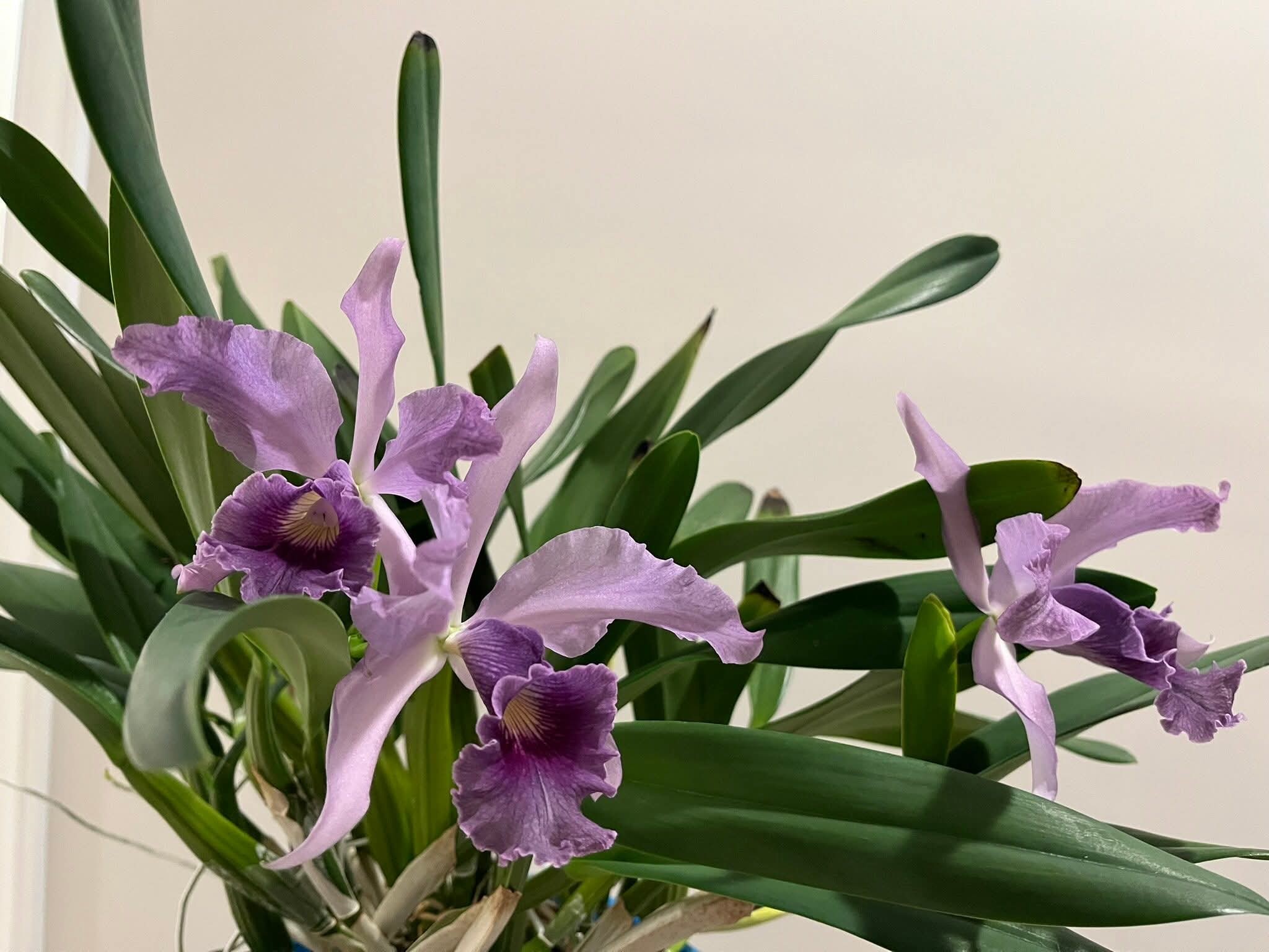 Lc. Canhamiana Coerulea' Azure Skies Has such a very nice fragrance.