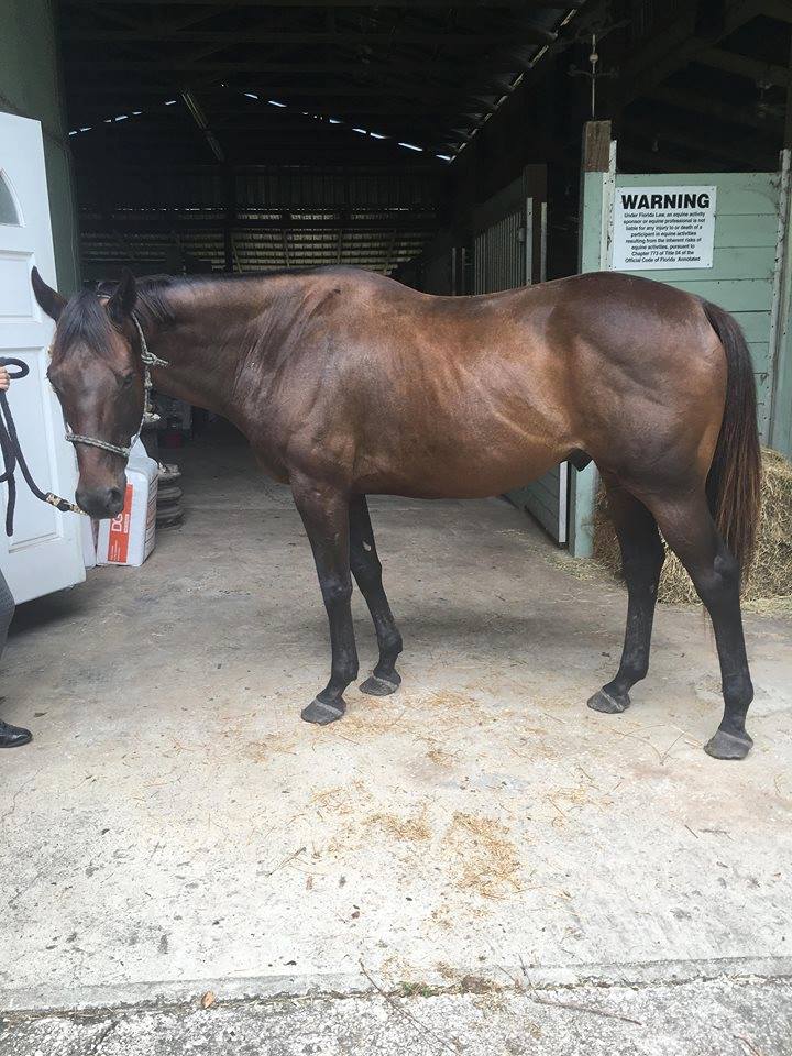 Race Horse Reclaim Thoroughbred Rescue | Columbia County FL