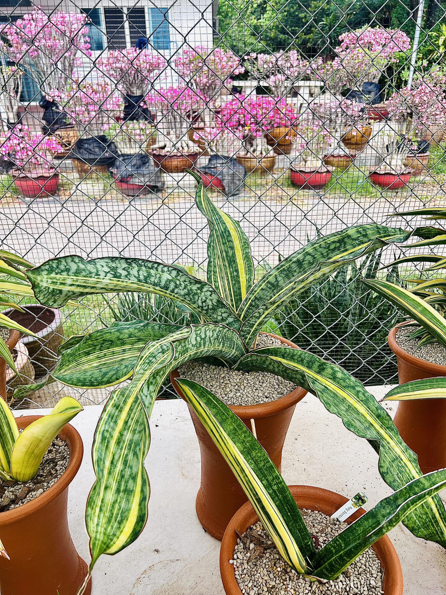 Sansevieria Tiger Blue,Silver Dragon white variegated,KM 15,Dragon