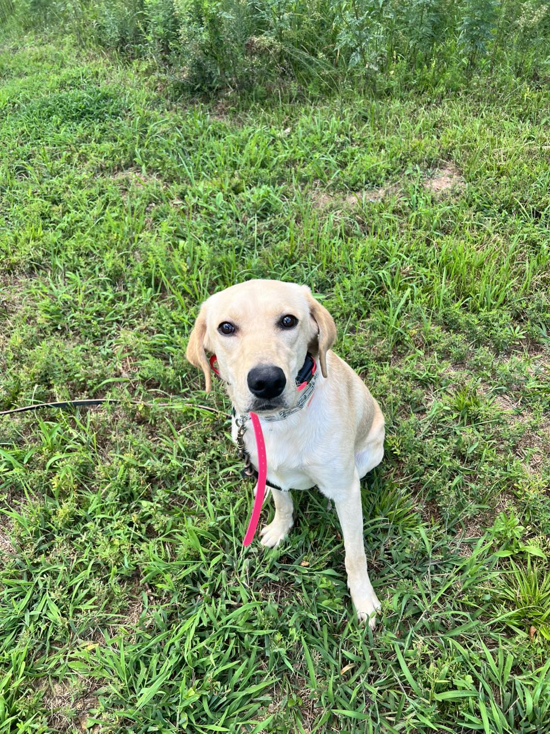 Dynamic K9 Solutions, LLC