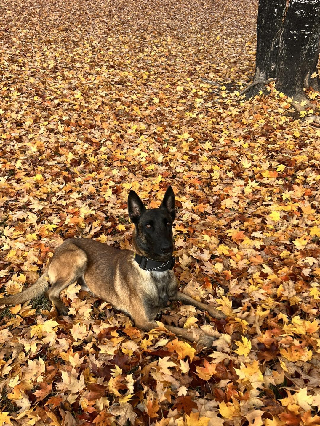 Dynamic K9 Solutions, LLC