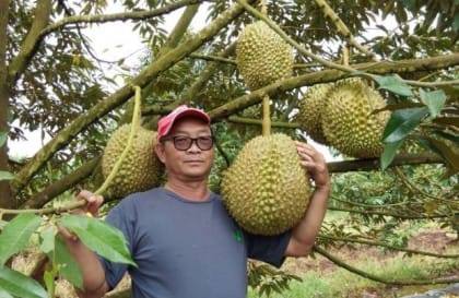 Kaki Sini Durian Gajah Siam Durian Siam Yang Anggaran Facebook
