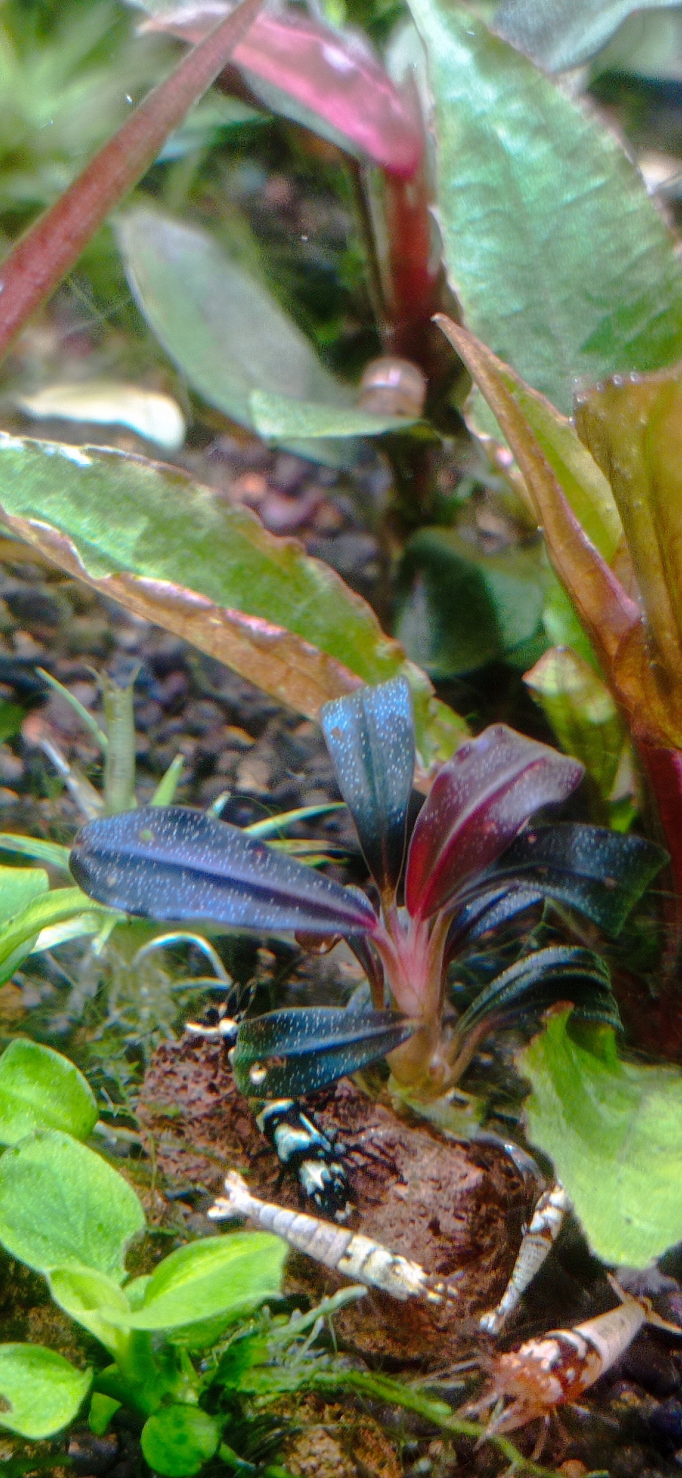 水草 Bucephalandra sp. Ghost Variegata Pink Bucephalandra Pink