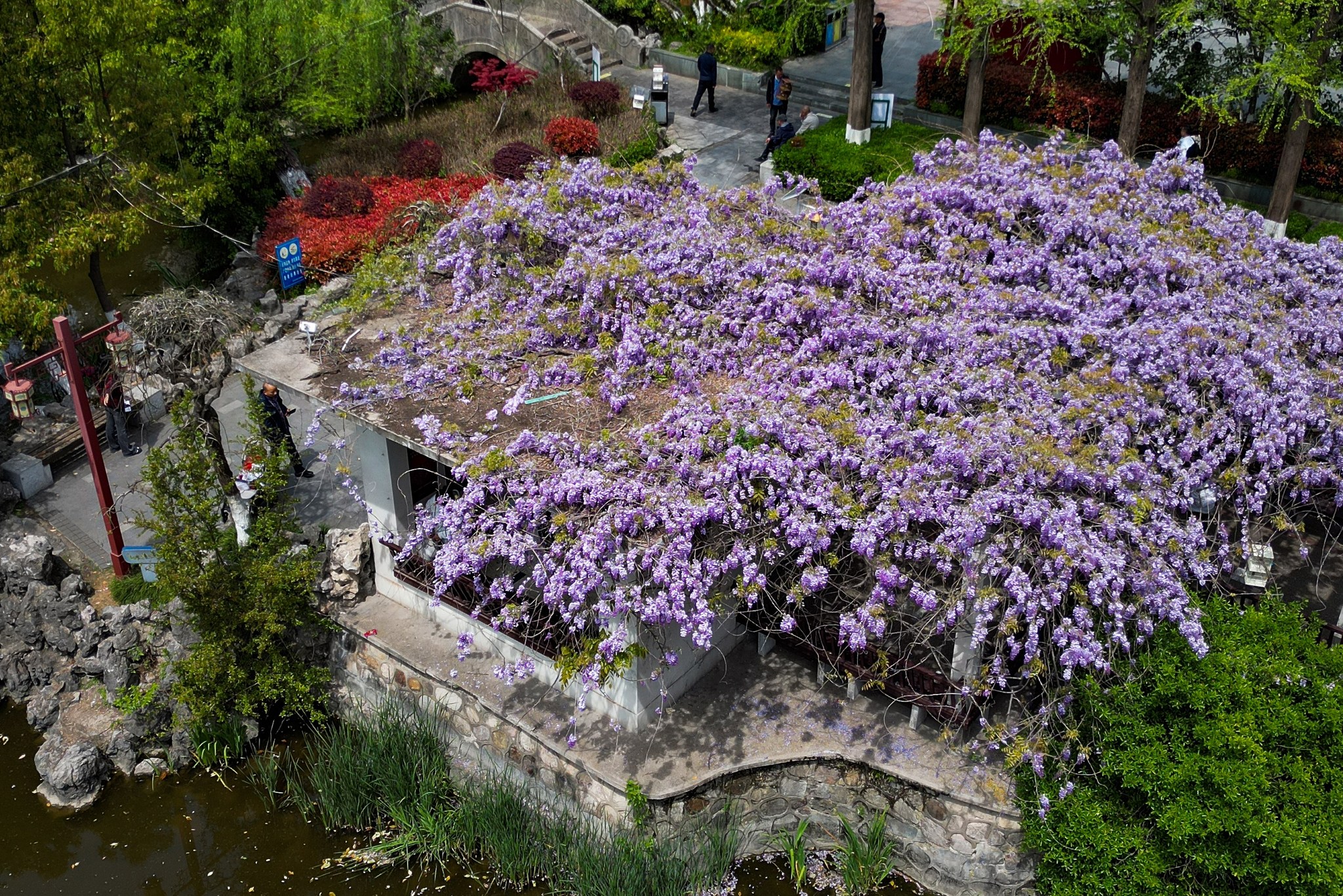 4月は一番美しい季節だと思っています。最近、江蘇省南京市の鄭和公園 