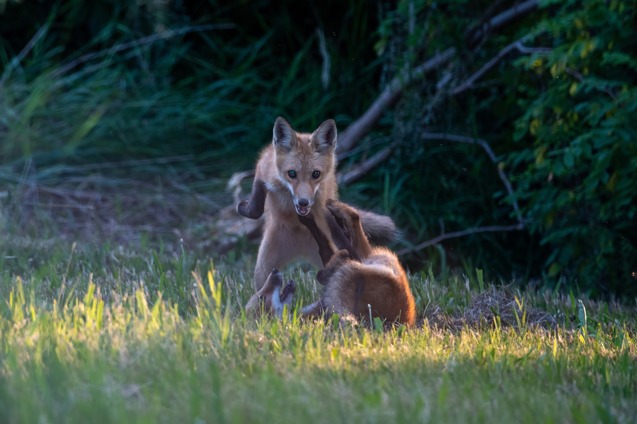 jwolf WILD photography added a... - jwolf WILD photography