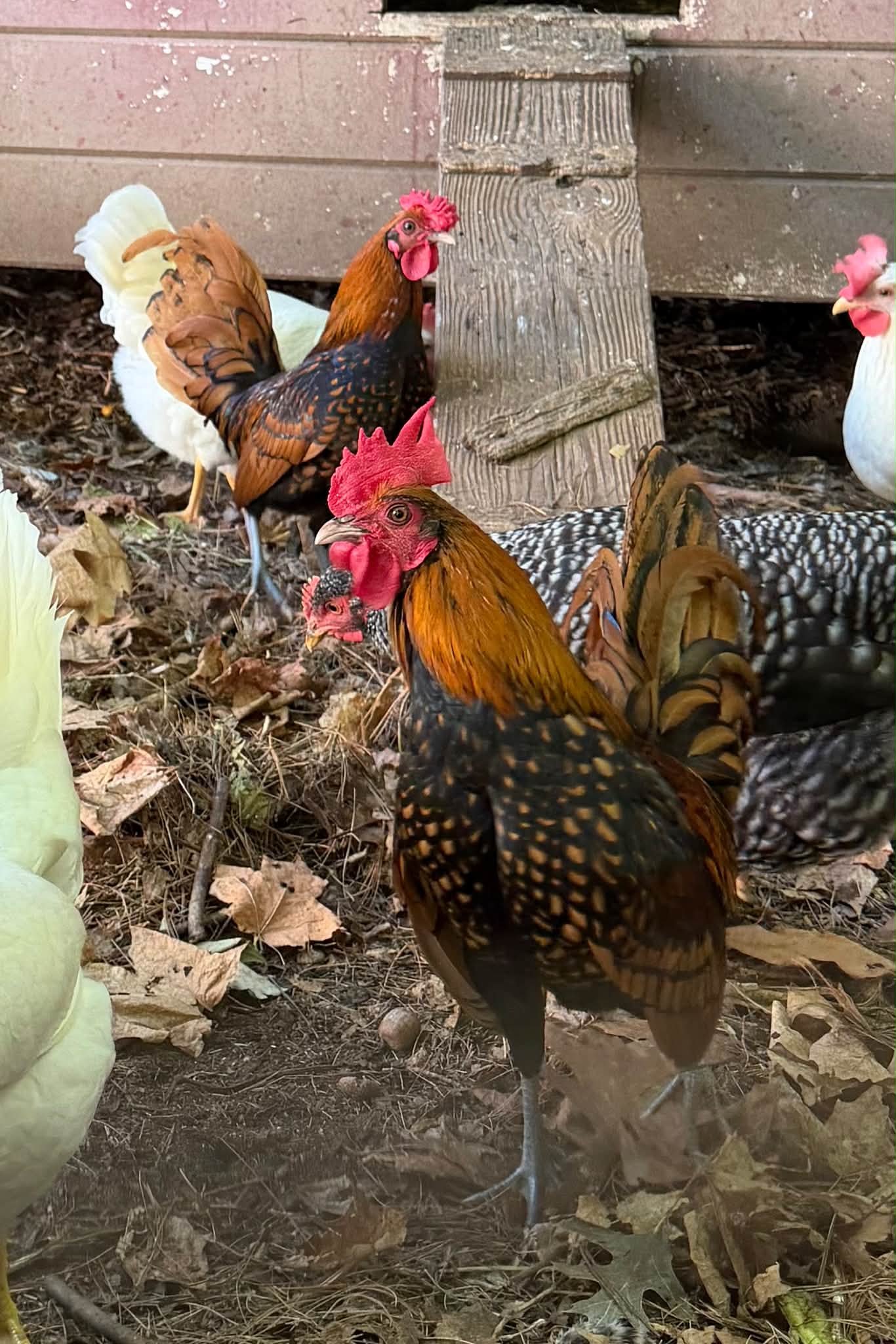 These two roosters would love a new home.