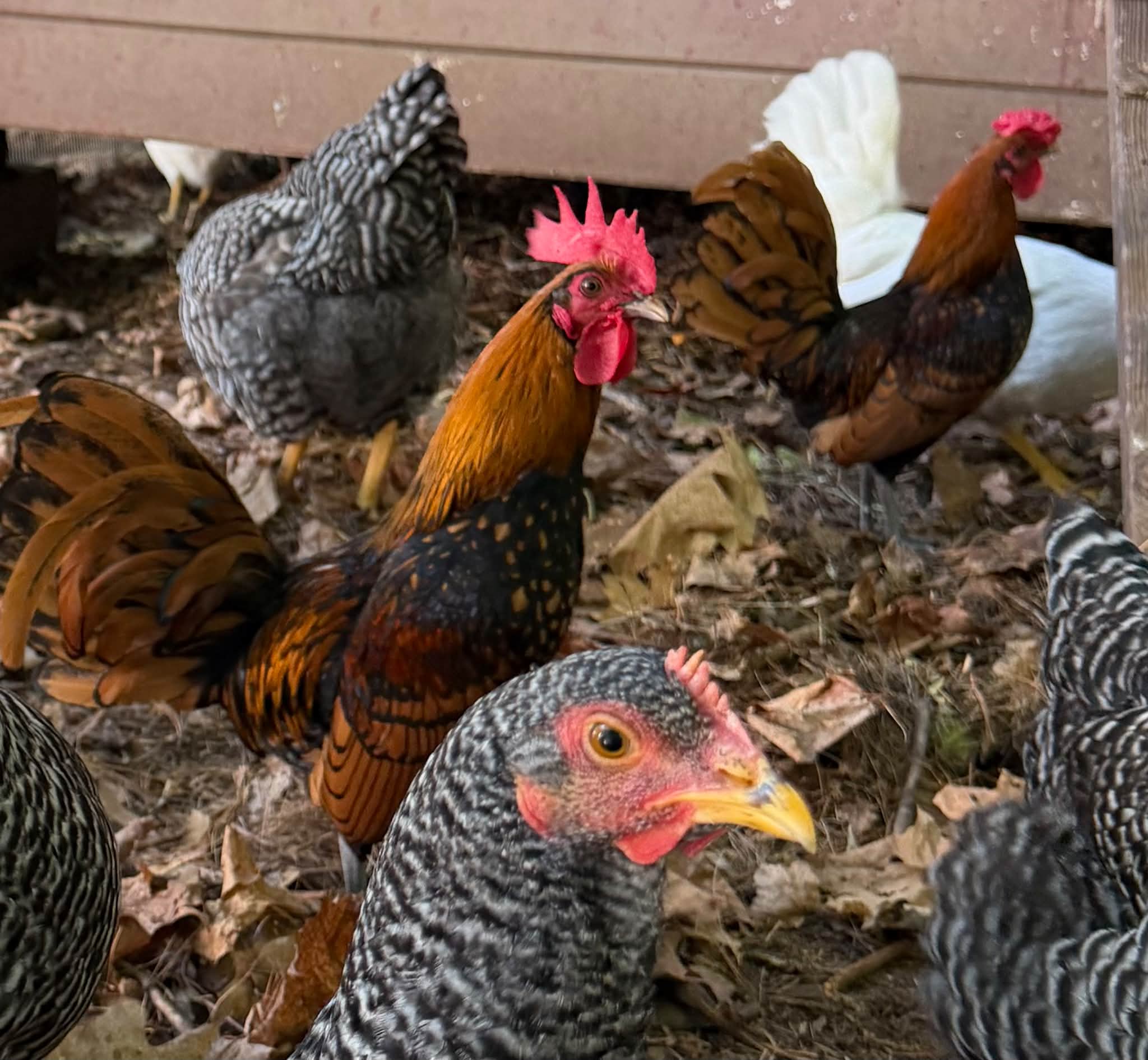 These two roosters would love a new home.