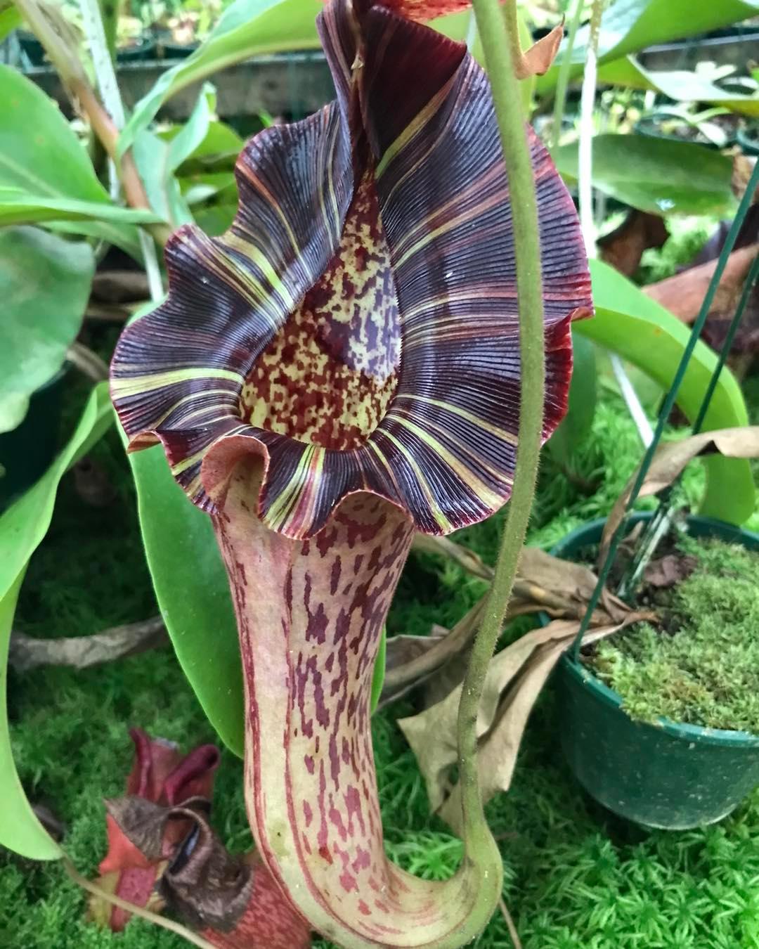 Another stunner. :) N. [(LVB) x (VMV)] x platychila. :)