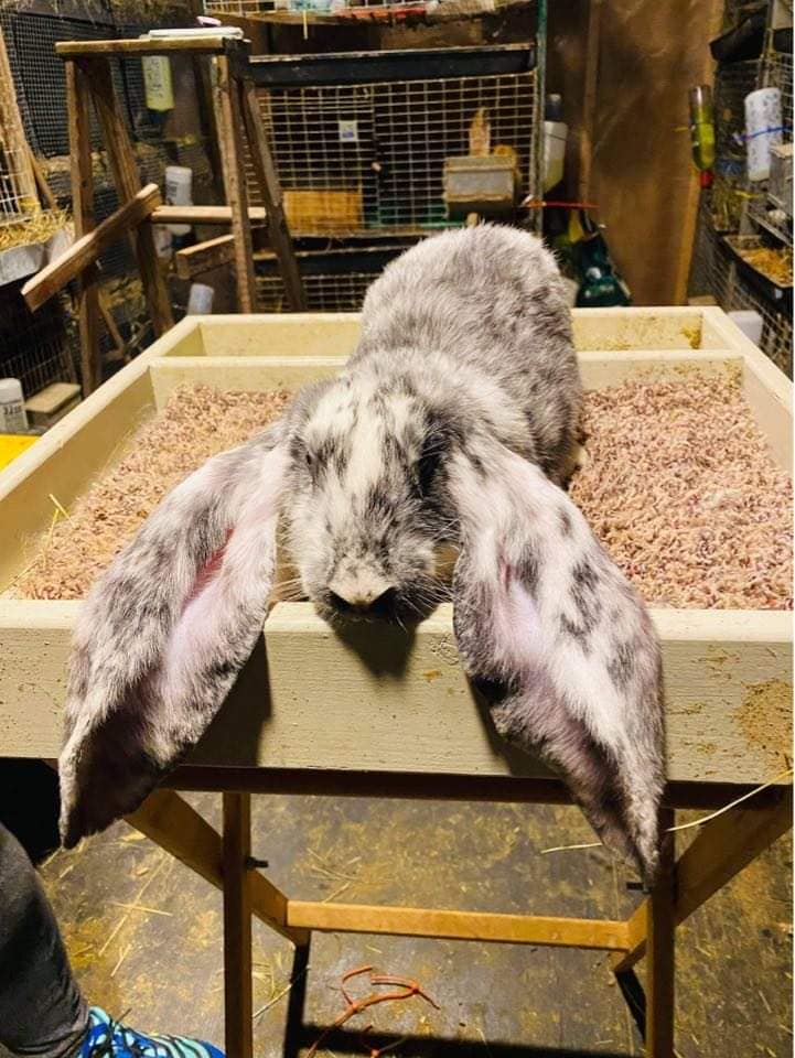 Touch of Velvet Rabbitry | Valrico FL