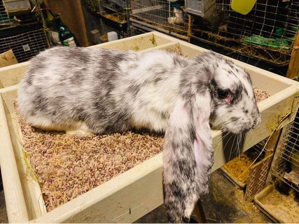 Touch of Velvet Rabbitry | Valrico FL