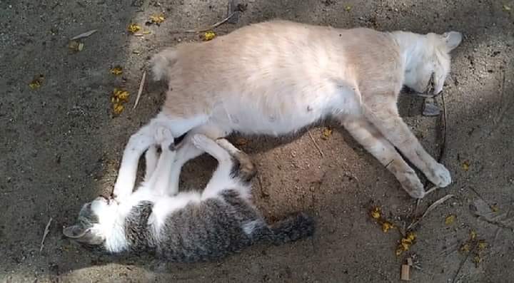 Penang Netizen Pukul Kucing Bunting Hingga Mati Berang Facebook