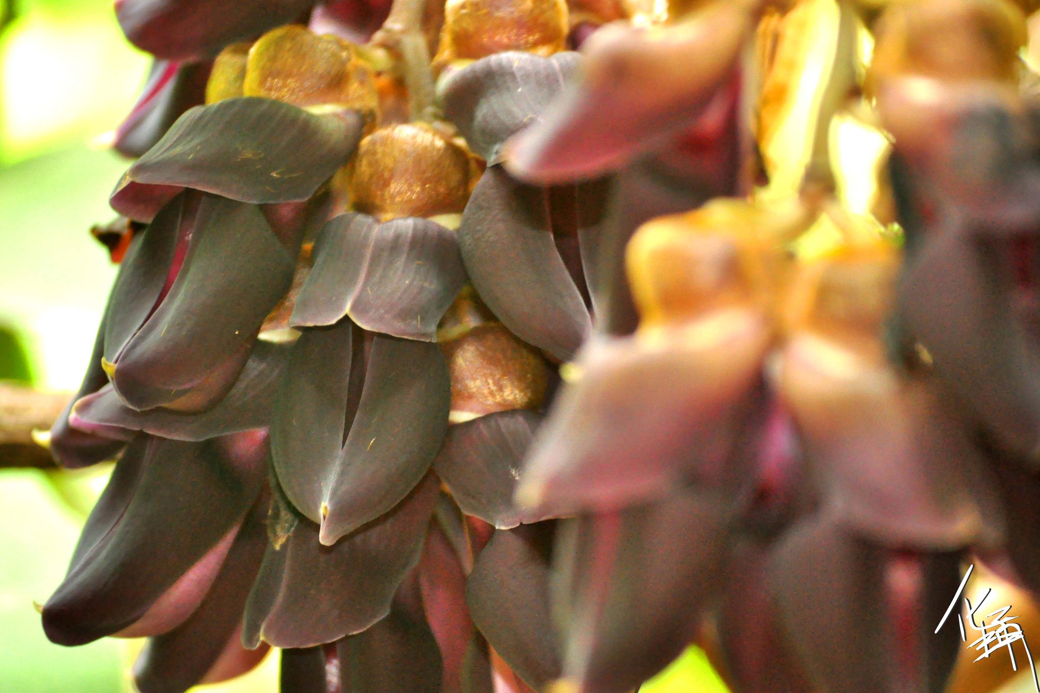 We-Nature - 港油麻藤(香港黧豆) Mucuna championii Benth. 不說不知，這個現時列為