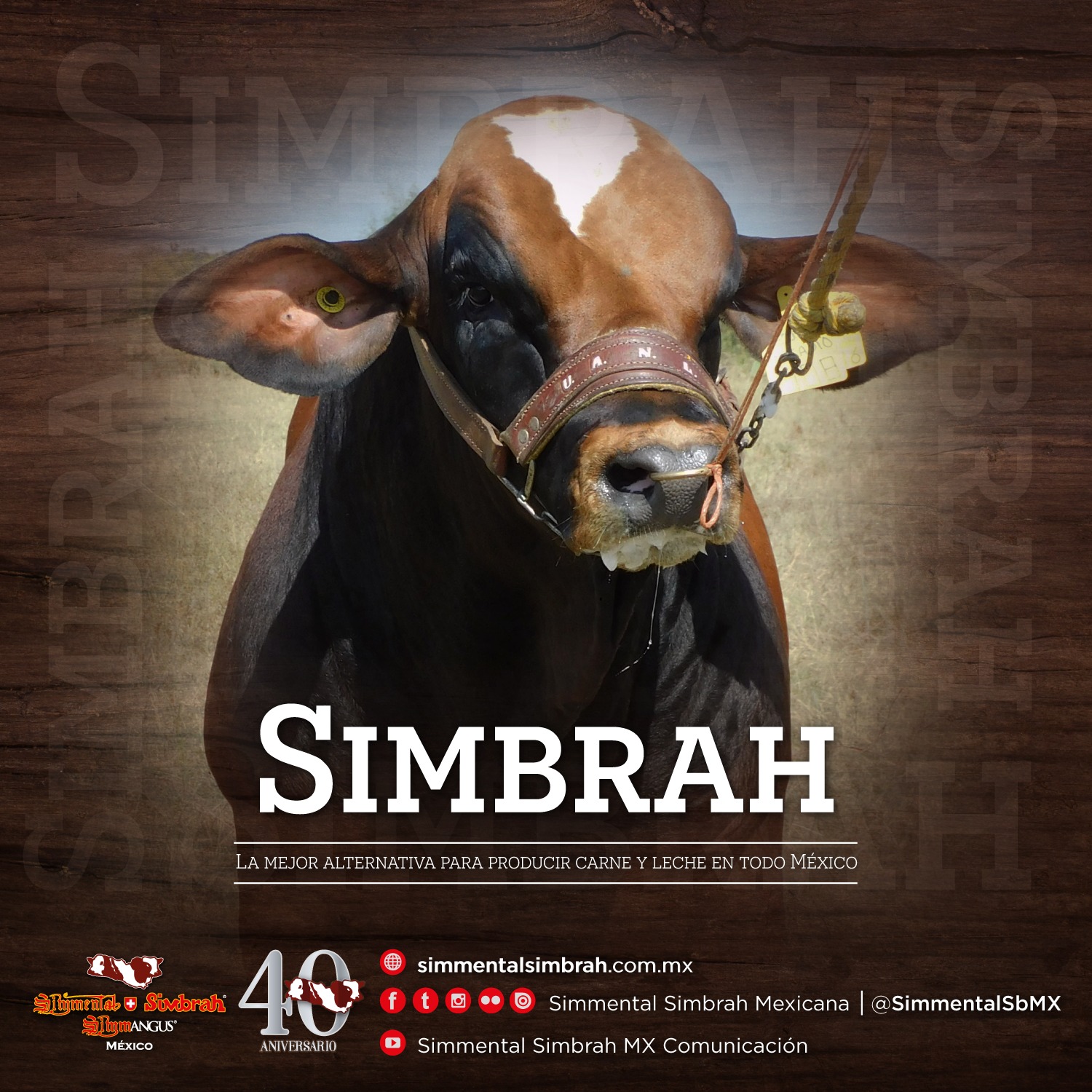 SIMBRAH Es el resultado de la... - Simmental Simbrah Mexicana