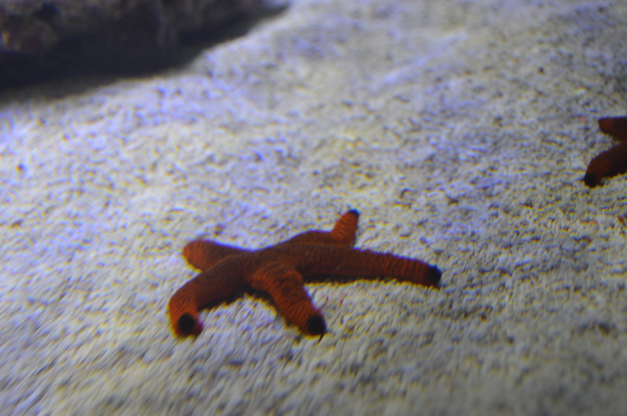 Newmarket Aquarium & Pets Newmarket ON