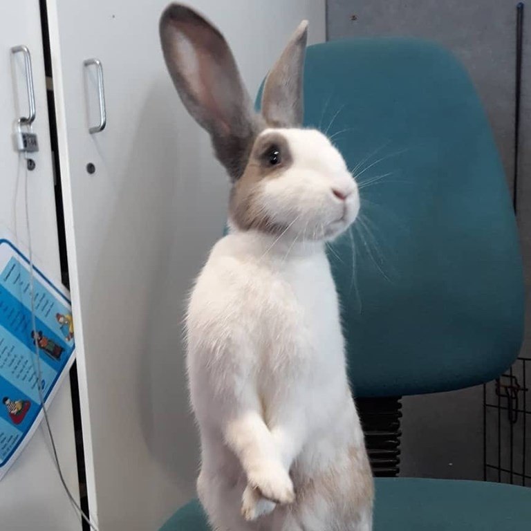 Rosie the Giant Rabbit