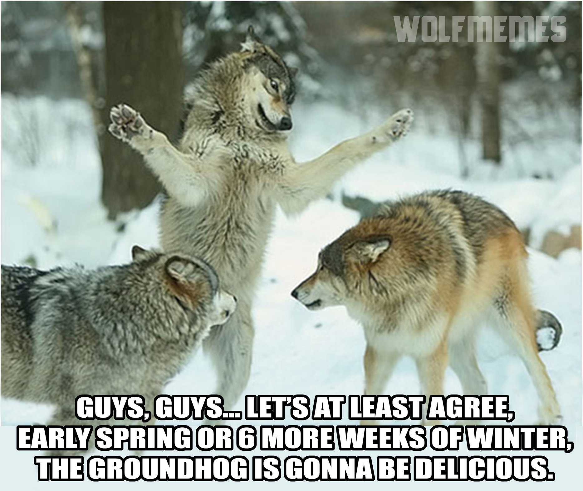 Wolf Pack Meme Wolves Howling At The Sky Ominous Pack Behavior