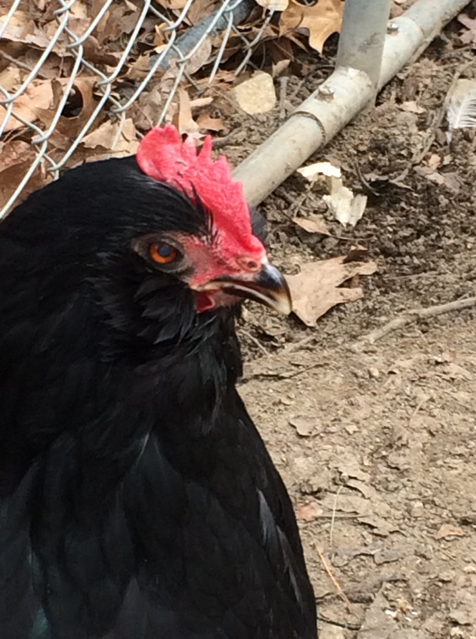 Poultry Princess
