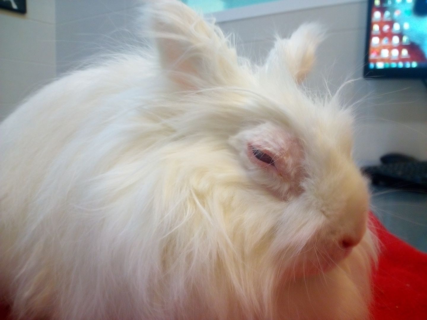 Os presentamos a #Leia,la nueva... - Rabbit Rescue Spain | Facebook
