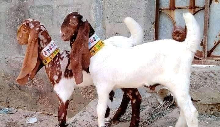 Sabir and Subhan Goat farm