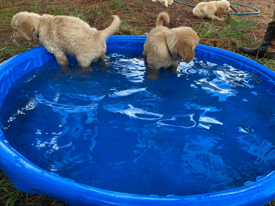 Double GG Ranch Golden Retrievers | Keystone Heights FL