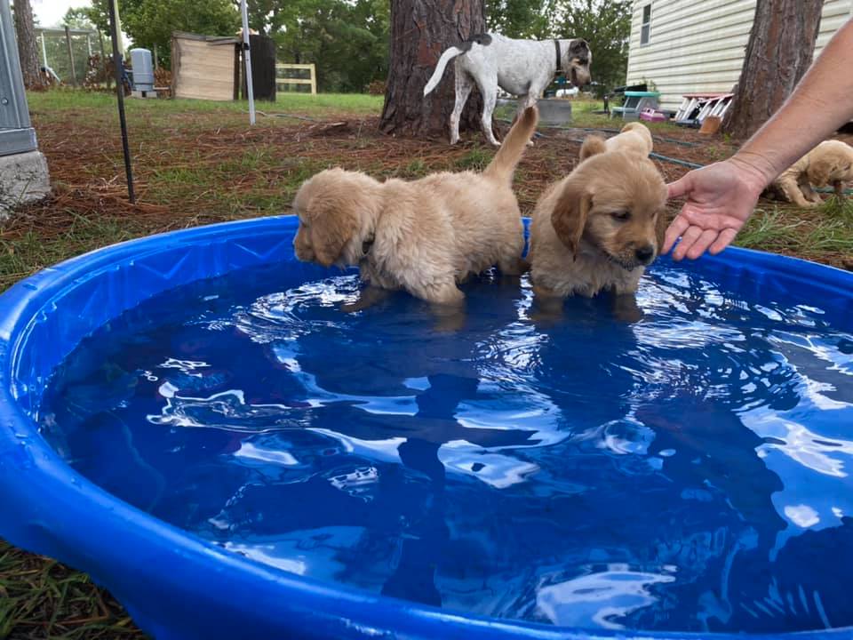 Double GG Ranch Golden Retrievers | Keystone Heights FL